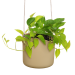 b.for swing 18cm *goudkleurig zand